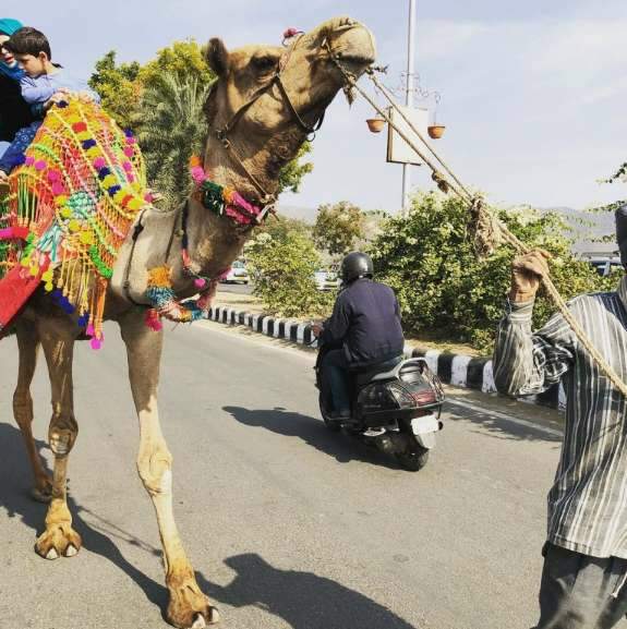 Camelos são meio de transporte.