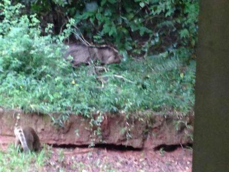 Longe de seu habitat natural, cateto &eacute; visto no Parque dos Poderes 