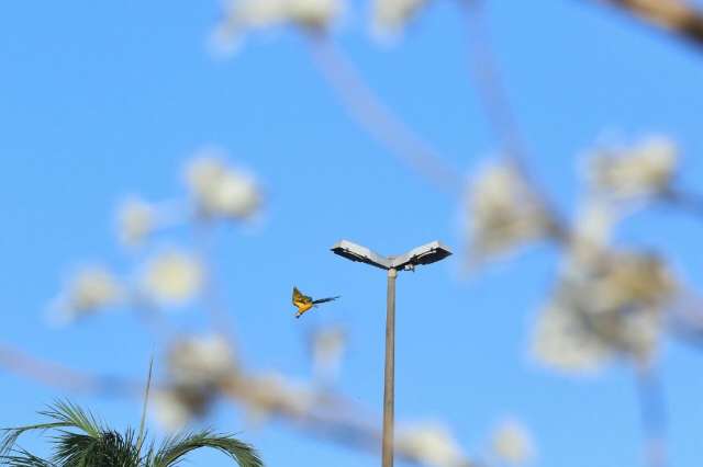 Primavera chega à tarde trazendo chuvas no fim de semana em MS