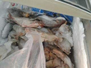 Supermercado &eacute; autuado por armazenar 70 kg de peixes de forma inadequada