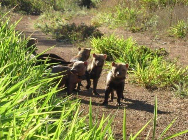 Raros e em extin&ccedil;&atilde;o, dois cachorros-vinagre morrem atropelados na BR-262