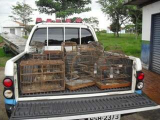 As aves apreendidas pela PMA em casa no bairro Aero Rancho. (Foto: Divulgação)