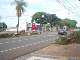 Restos da árvore que caiu durante temporal na Afonso Pena (Foto: Marlon Ganassin)