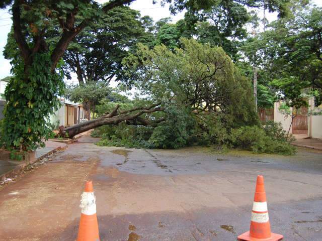 &Aacute;rvore de grande porte desaba e bloqueia rua na Vila Sobrinho 