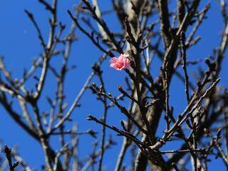 Florada ainda é discreta, mas suficiente para mudar a rotina de quem tanto admira a cerejeira. (Foto: Marina Pacheco)