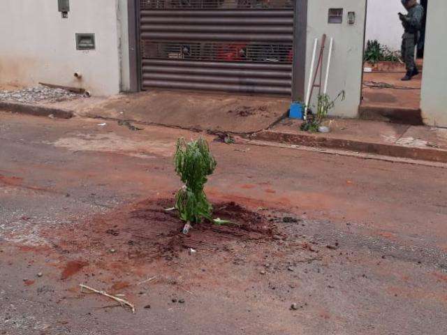 Em surto, homem quebra asfalto, planta &aacute;rvore e amea&ccedil;a esposa 