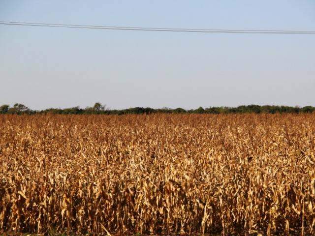 &Aacute;rea plantada cresce, mas estiagem derruba produ&ccedil;&atilde;o de milho em MS