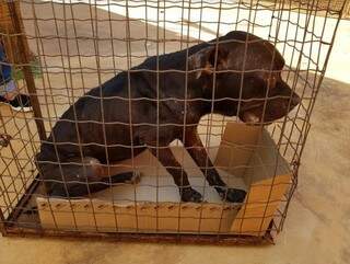 Cachorro foi resgatado com uso de gaiola (Foto: divulgação/PMA)