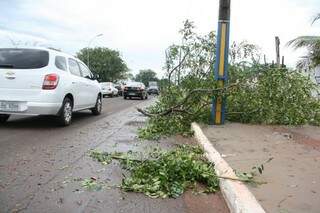Árvores na região do bairro Guanandi e no centro da Capital também caíram (Foto: Marcos Ermínio)