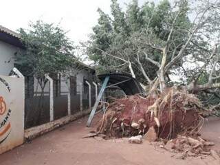 Poucos antes de Fernandes ser atingido por raio, vendaval derrubou árvore na cidade (Foto: Maikon Junior)