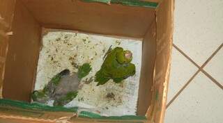 Duas aves da espécie conhecida como maritaca encontrada na residência. (Foto: Divulgação/PMA)