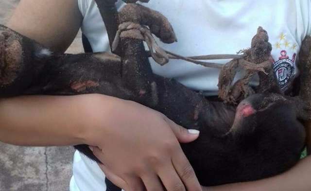 Cadela &eacute; encontrada em terreno queimada e com as patas amarradas 