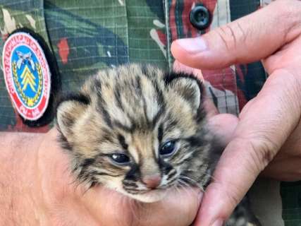 PMA resgata filhote de jaguatirica encontrado por pecuarista
