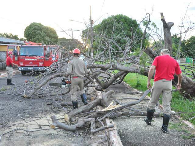  Chuva derruba &aacute;rvore e compromete tr&acirc;nsito no Coophar&aacute;dio