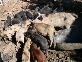 Porcos estavam em condições sanitárias irregulares. 