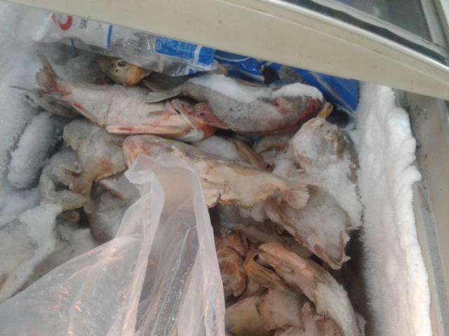 Supermercado &eacute; autuado por armazenar 70 kg de peixes de forma inadequada