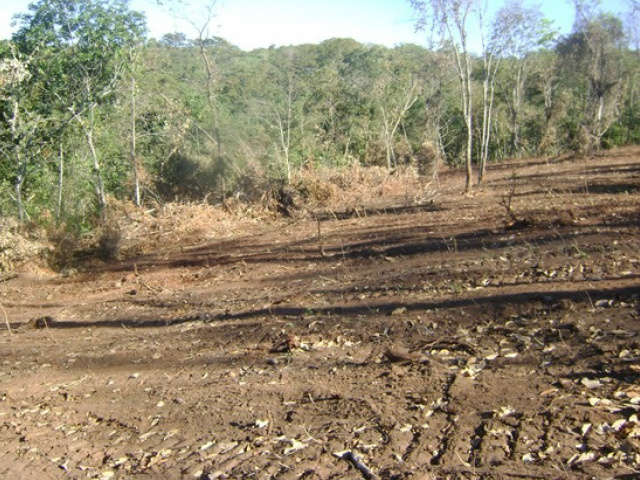  Fazendeiro desmata 11 hectares de vegeta&ccedil;&atilde;o nativa e recebe multa de R$ 55 mil
