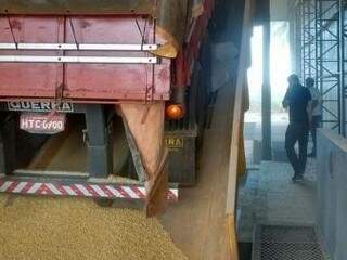 Maconha estava escondida em carregamento de milho (Foto: Polícia Federal)