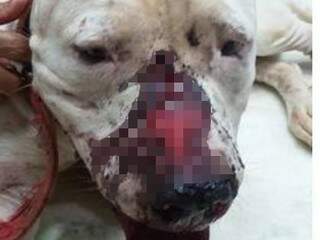 Cachorro foi ferido com tiro na testa (Foto: reprodução Facebook - divulgada pelo site Nova News) 