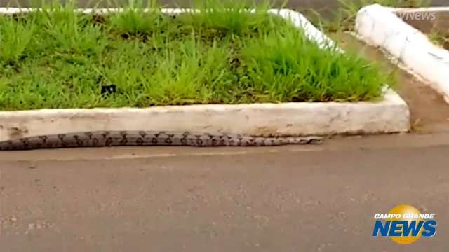 Coisas que s&oacute; acontecem em Campo Grande: Jiboia passeia por avenida