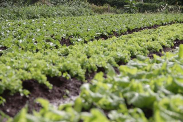 Minist&eacute;rio do Desenvolvimento repassa R$ 571 mil a agricultores familiares de MS