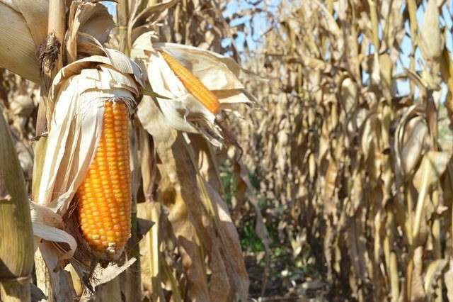 Clima n&atilde;o favorece e produ&ccedil;&atilde;o de milho safrinha tem queda de 18%