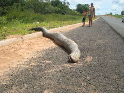  Em Coxim, sucuri de cinco metros &eacute; atropelada na BR-359