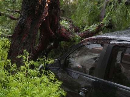 Queda de árvore destrói veículo de coordenadora da ONG Vaquinha Social