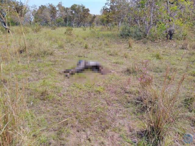 Corpo de v&iacute;tima de assassinato est&aacute; desde s&aacute;bado em pasto de fazenda