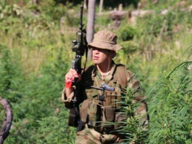 Opera&ccedil;&atilde;o termina com 413 toneladas de maconha apreendidas na fronteira