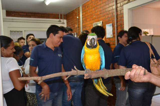 Queda de arara surpreende funcion&aacute;rios durante almo&ccedil;o