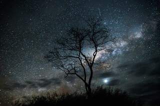 Fotografia noturna que mostra uma árvore na natureza e o céu estrelado (Foto: Henrique Arakaki)
