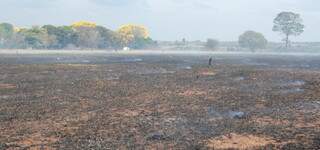 Incêndio destruiu área de reserva. (Foto: Simão Nogueira)