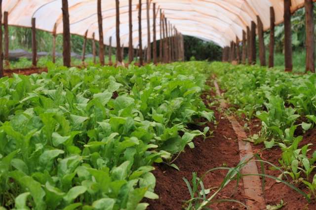 Maioria, mulheres unem fam&iacute;lia e encabe&ccedil;am produ&ccedil;&atilde;o de org&acirc;nicos