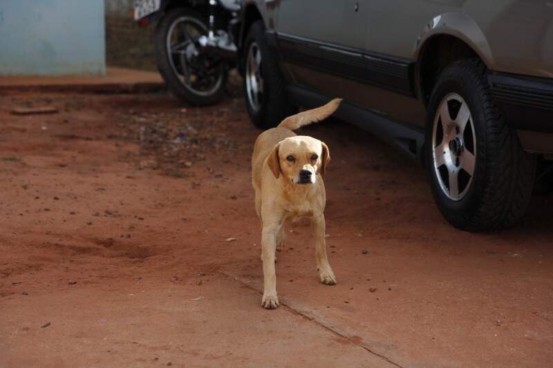 Cachorro solto, o que fazer? -  - Forum - Página 5