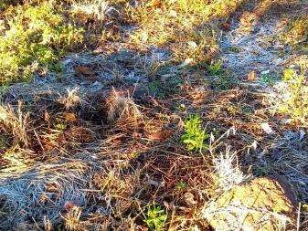 Cidade amanhece com geada e frio deve permanecer at&eacute; 3&ordm; feira