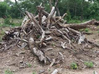 Madeiras de desmatamento foram encontradas em fazenda em Caracol (Foto: Divulgação/PMA)