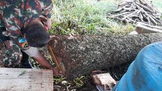 Policiais ambientais encontraram quatro árvores da espécie aroeira derrubadas na chácara do comerciante. (Foto:Divulgação)