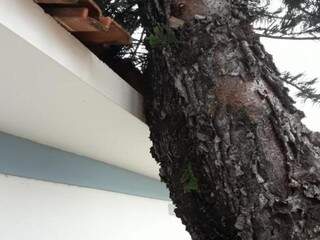 Detalhe da árvore escorada sobre telhado (Foto: Ricardo Campos Jr)