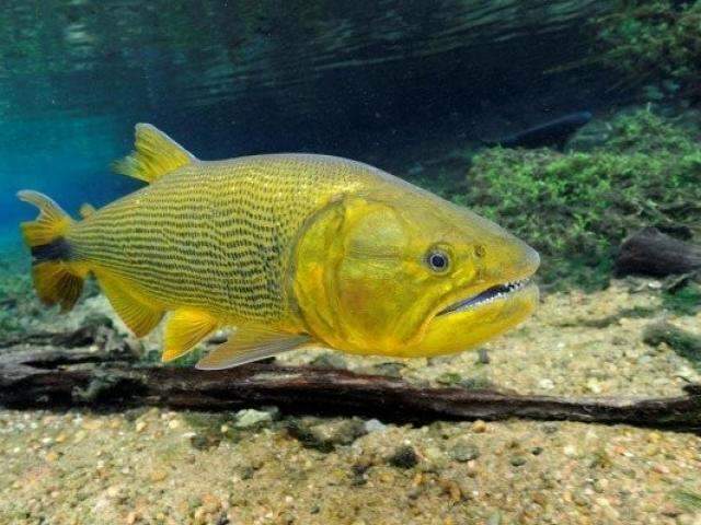 Lei pro&iacute;be a pesca e comercializa&ccedil;&atilde;o do Dourado por cinco anos no Estado