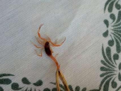 Terreno sem manutenção causa infestação de escorpiões no Monte Castelo