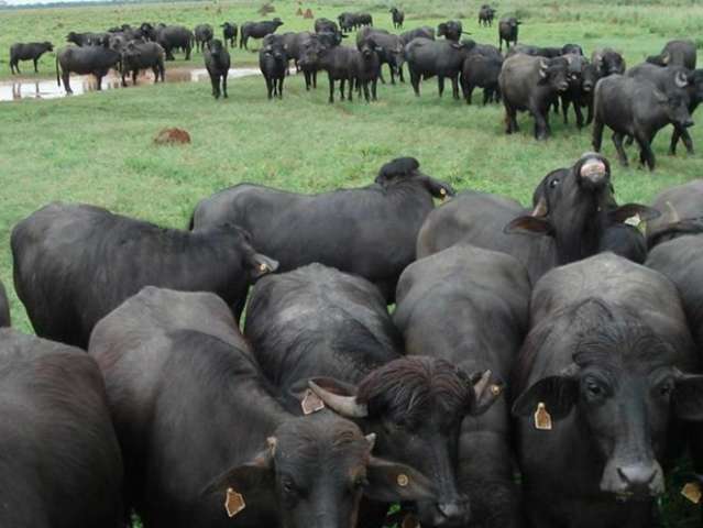 B&uacute;falo mata cavalo e fere pe&atilde;o em ataque de f&uacute;ria no Pantanal
