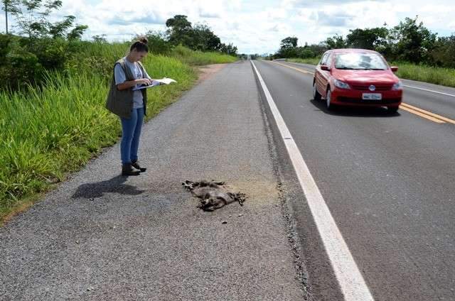 Blitz educativa alerta motoristas sobre atropelamentos de animais na BR-262