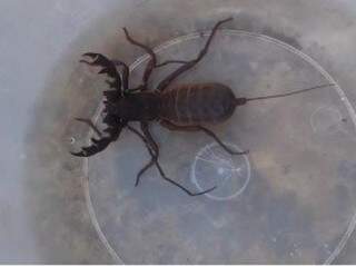 Em janeiro de 2016, escorpião diferente aparaceu em residência. (Foto: Arquivo)