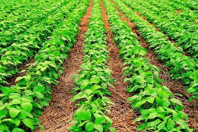 Chuvas beneficiam lavouras e clima deve continuar favor&aacute;vel para a soja