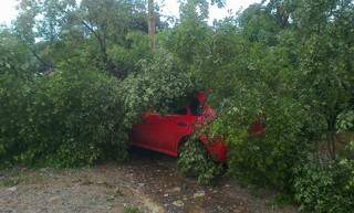 Árvore caiu sobre veículo e assustou passageiros. (Foto: Ricardo Albertoni/Diário Online)