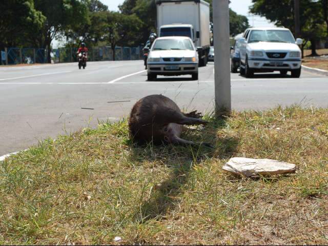  Capivara morre atropelada em frente &agrave; UFMS 