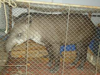 Anta poderá ser levada para uma reserva mais distante ou para o Centro de Reabilitação de Animais Silvestres (Foto: PMA/divulgação)