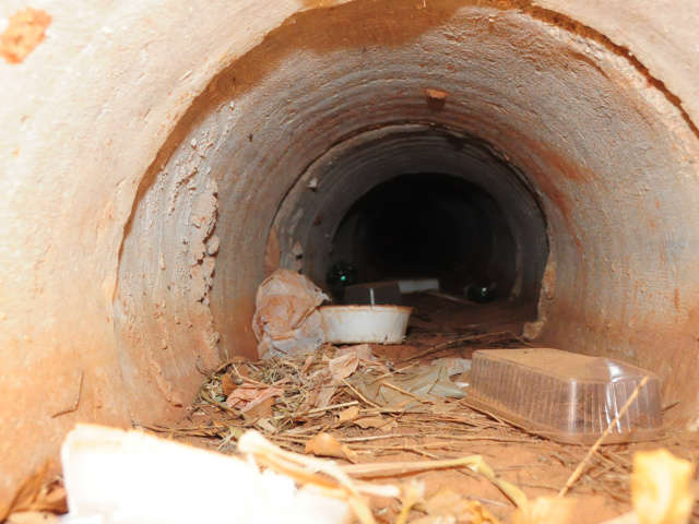  Cadela tem filhotes em tubula&ccedil;&atilde;o e mobiliza ONG para resgate 