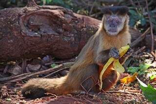 Macaco-prego virou atração no local. (Foto: Marcos Ermínio) 